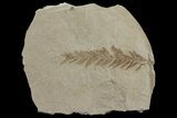 Dawn Redwood (Metasequoia) Fossil - Montana #142538-1
